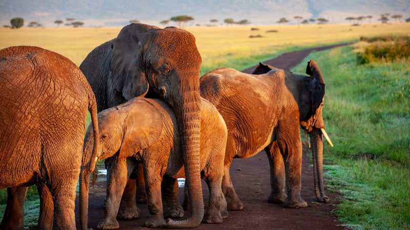 Sasaab, Kenya